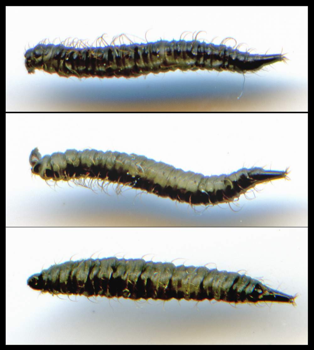 larva da determinare